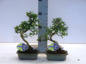 Carmona retusa Bonsai