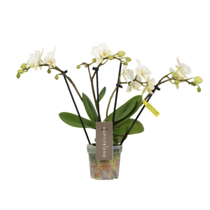 Phalaenopsis Multiflora Theatro Funk