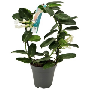 Stephanotis floribunda 1-2