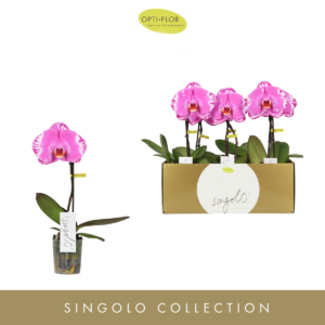 Phalaenopsis Singolo Victorio