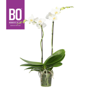 Phalaenopsis Funda BO Collection