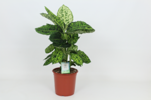 Dieffenbachia 'Reflector'