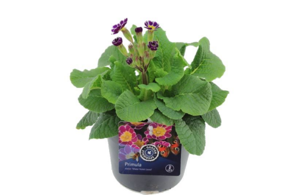 Primula elatior Miss Violet Laced