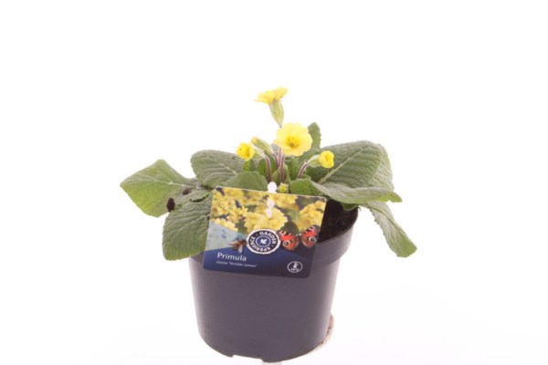 Primula elatior Veristar Lemon