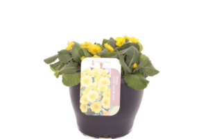 Primula elatior Veristar Yellow