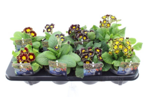 Primula elatior mix