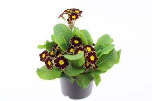 Primula elatior Veristar Bordeau Laced