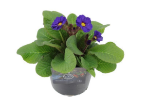 Primula elatior Veristar Late Blue