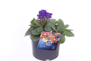 Primula elatior Veristar Late Blue