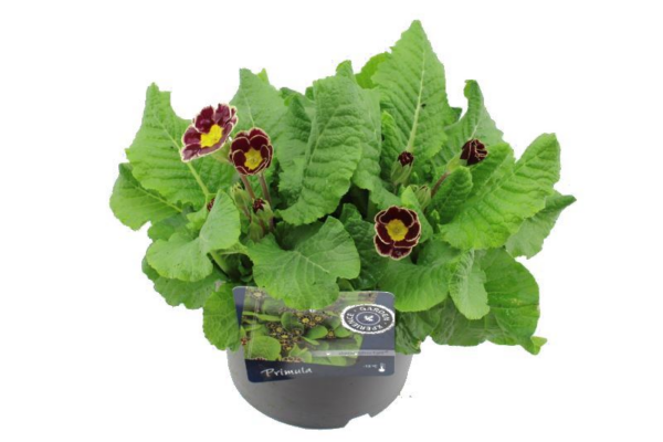 Primula elatior Veristar Wine Rose Silver Laced