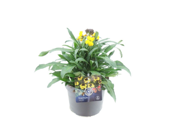 Erysimum Fragrant Sunshine