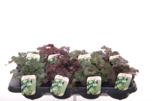 Heuchera mix