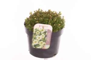 Saxifraga (Arendsii Grp) Touran Limegreen