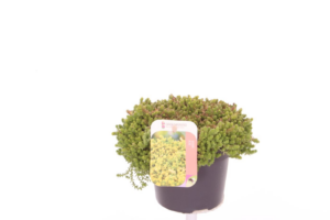 Sedum acre 'Yellow Queen'