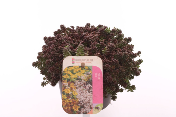 Sedum album 'Coral Carpet'