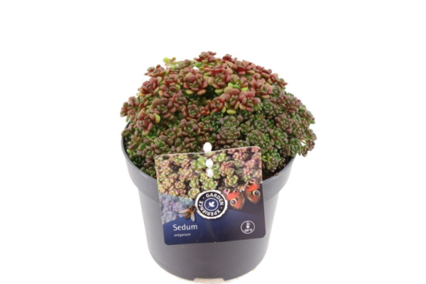 Sedum oreganum