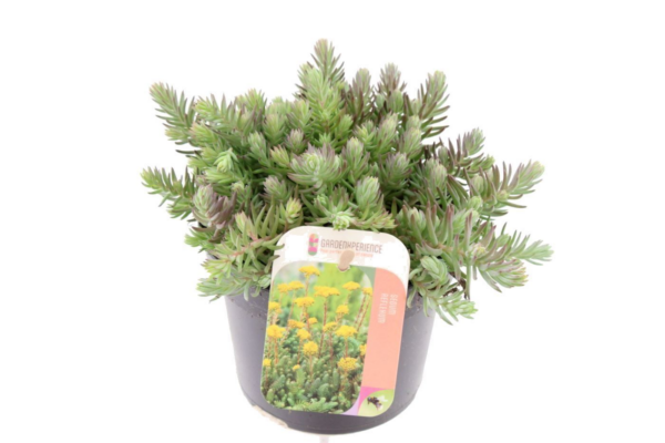 Sedum reflexum