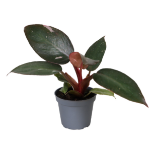 Philodendron 'Pink Princess'