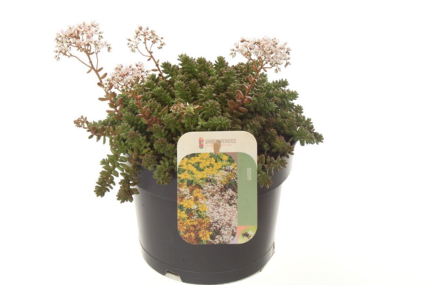 Sedum album 'Coral Carpet'