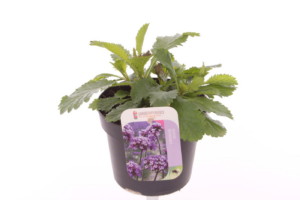 Verbena bonariensis Violet Blue