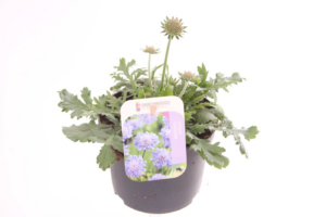 Scabiosa columbaria 'Butterfly Blue'