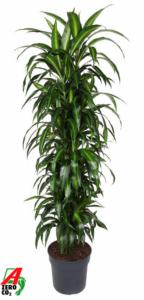 Dracaena fragrans 'Hawaiian Sunshine'