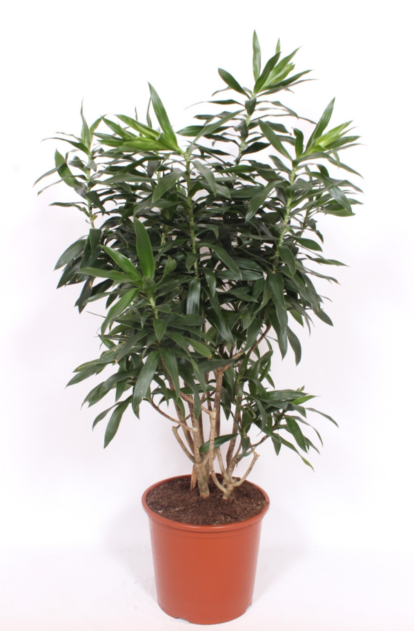 Pleomele (Dracaena) reflexa