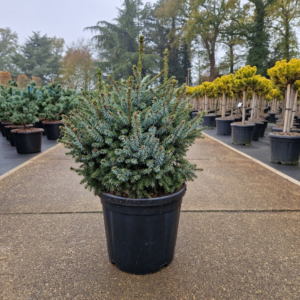 Picea omorika 'Nana'