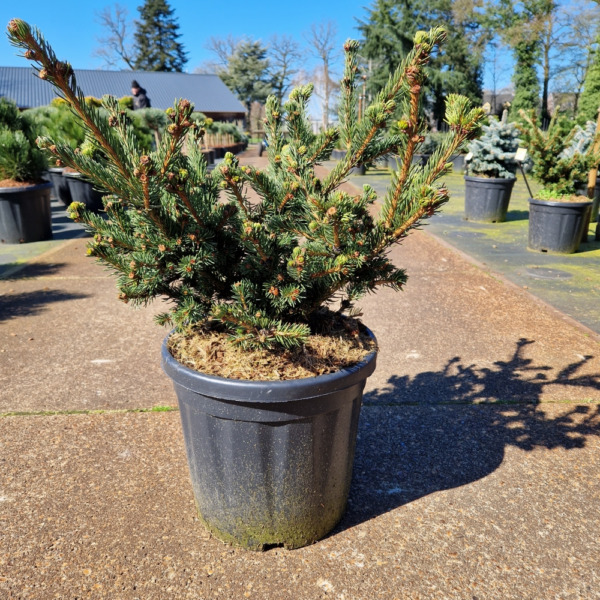 Picea pungens Luckey Strike