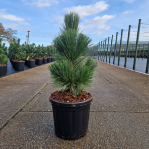 Pinus thunbergii Thunderhead