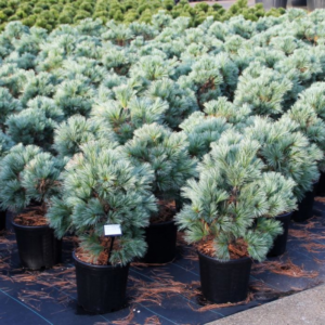 Pinus flexilis Pygmaea