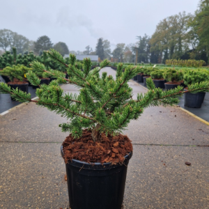 Taxus baccata