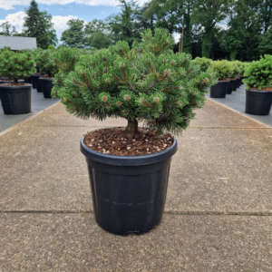 Pinus uncinata Heideperle