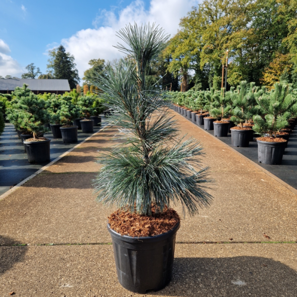 Pinus flexilis Van de Wolfs Pyramid