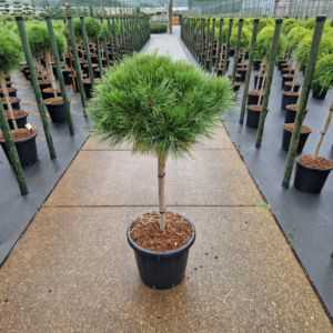 Pinus nigra Brepo®