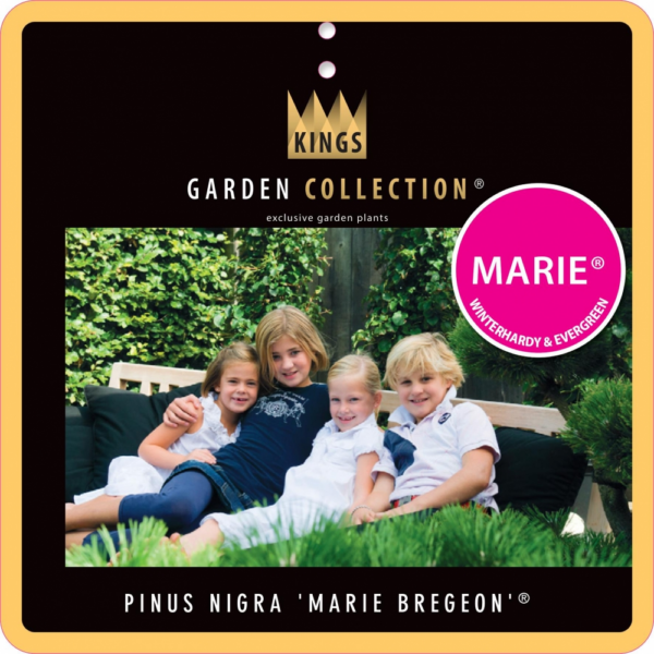 Pinus nigra Marie Bregeon®