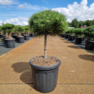 Pinus nigra Marie Bregeon®