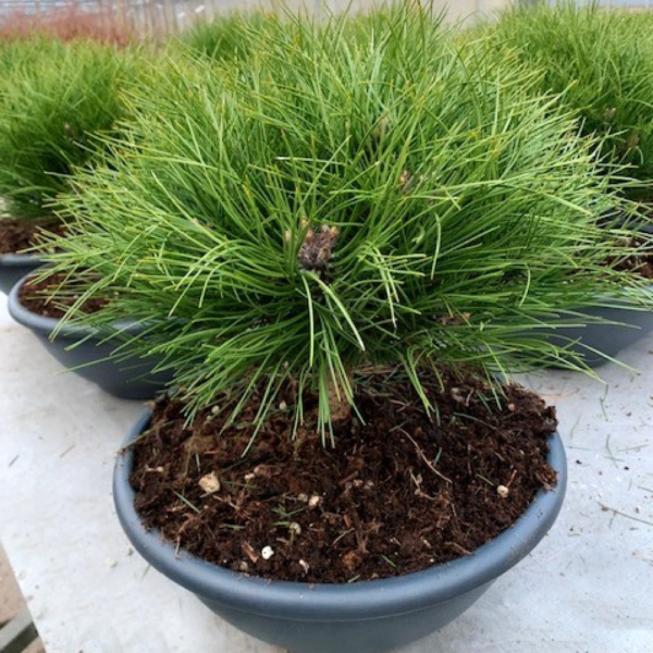 Pinus nigra Marie Bregeon®