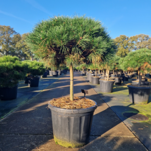 Pinus nigra Brepo®