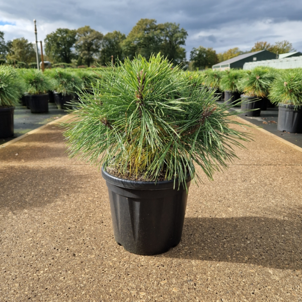 Pinus nigra Brepo®