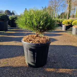 Pinus nigra Marie Bregeon®