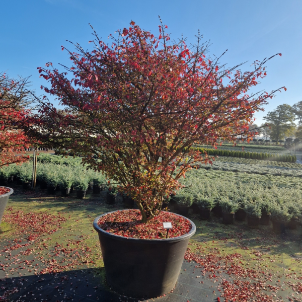 Euonymus alatus