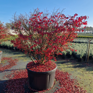 Euonymus alatus 'Compactus'