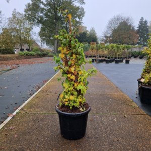 Hydrangea petiolaris