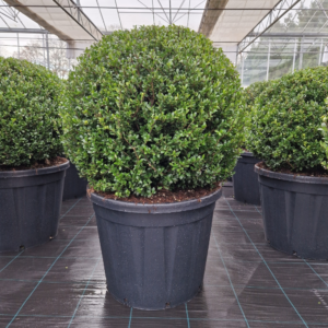 Ilex crenata Heco