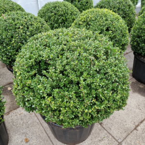 Ilex crenata Heco