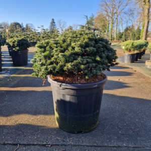 Abies koreana Brillant