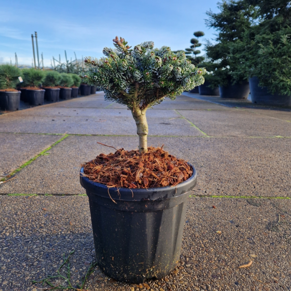 Abies koreana Kohouts Icebreaker®