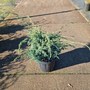 Juniperus chin. Blue Alps