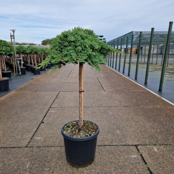 Juniperus procumbens 'Nana'